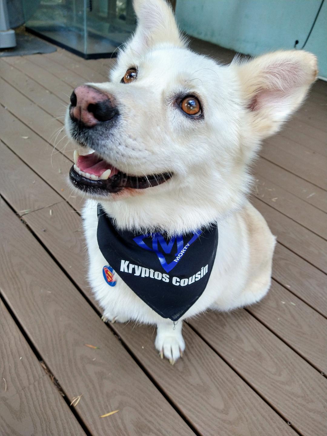Double Sided Dog Bandana